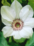 Clematis "Miss Bateman" Close-up (Patens Group)