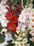 Gladiolus  Mixed Variety Close-up of Flowering Stems