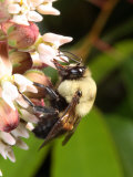 A Large Carpenter Bee  Xylocopa Virginica  Feeding on Milkweed