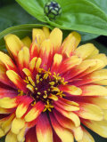 Zinnia  Close-up of Yellow and Red Flower Head