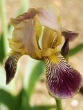 Iris Sambucina Close-up of Yellow Flower with Purple Veined Falls