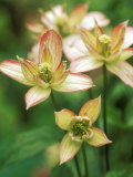 Clematis (Marjorie)