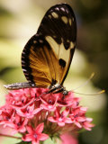 A Butterfly Rests on a Flower at the America Museum of Natural History Butterfly Conservatory