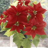 Euphorbia Pulcherrima Poinsettia in Pot on Windowsill
