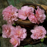 Pale Pink Camellia Flowers with Small Garden Trug and Secateurs on Rustic Table