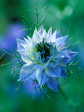 Nigella Damascena (Love-In-A-Mist)  Close-up of Blue Annual Flower