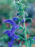 Gentian Sage  Close-up of Flower