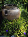 A Clay Planter Surrounded by Flowering Succulent Plants