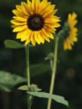 A Sunflower on a Sunny Summer Day