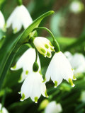 Leucojum Aestivum