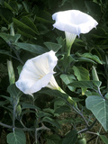 Datura Meteloides  Close-up of Flowers in September