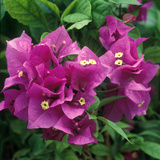 Bougainvillea "Purple Robe" Close-up of Flowers