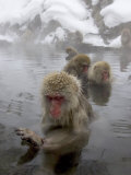 Snow Monkeys (Macaca Fuscata) Bathing in Natural Hot Springs