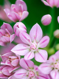 Allium Uniflorum  Close-up of Pink Flower
