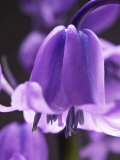 Hyacinthoides Non-Scripta  Close-up