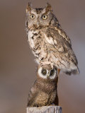 A Captive  Endangered Eastern Screech Owl at a Raptor Recovery Center