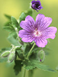 Geranium X Magnificum  Close-up of Violet Coloured Flowers with Veins