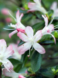 Rhododendron (Karume Group)