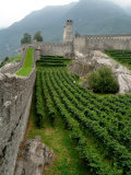 Castelgrande Vineyards and Fortified Walls  Bellinzona  Switzerland