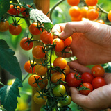 Hands Picking Cherry Tomatoes  Close-up of Fruits on Plant