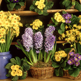 Spring Flower Arrangement Primula (Polyanthus)  Narcissus  Hyacinthus