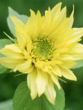 Helianthus "Starburst Lemon Aurea" (Sunflower)