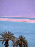 Palms over Dead Sea  Dead Sea  Israel