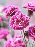 Dianthus Washington  Collection of Pink Flowers  Whetman Pinks Ltd National Collection