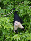 White Throated Capuchin Monkey Hanging from a Branch  Panama City  Panama