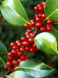 Ilex X Altaclarensis Marnockii (Holly)