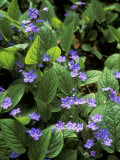 Omphalodes Verna