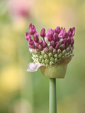 Allium Aflatuense  Close-up of Emerging Purple Flower