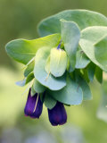 Cerinthe Major (Purpurescens)  Close-up of Hanging Purple Flowers