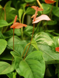 Anthurium Andreanum