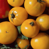 Yellow Tomatoes  Harvested