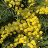 Silver Wattle in Flower