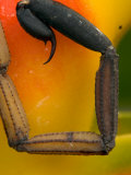 Scorpion Tail against Heliconia Flower