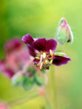 Geranium "Samobor " Close-up of Purple Flower Head  September
