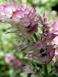 Salvia Turkestancia (Sage)
