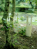 Contemporary Sculpture  Figures Rising from Ground in Woodland