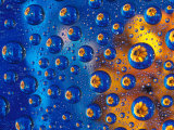 Dew Drops reflecting an Orange Profusion Zinnia with a blue backdrop  Sammamish Washington