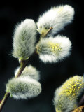 Salix Capiea (Pussy Willow)  Close-up of Catkins  February
