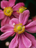 Japanese Anemone