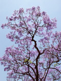 Jacaranda Trees Blooming in City Park  Buenos Aires  Argentina