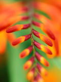 Crocosmia 
