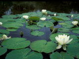 White Water-Lily in Bloom  Comox Valley  British Columbia