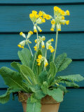 Primula Veris (Cowslip)