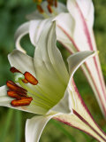 Lilium Formosanum (Lily)  Close-up of Flower