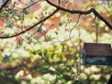 Backyard Bird Feeder  Birdhouse and Spring Flowers