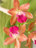 Orchid Blooms in the Spring  Thailand